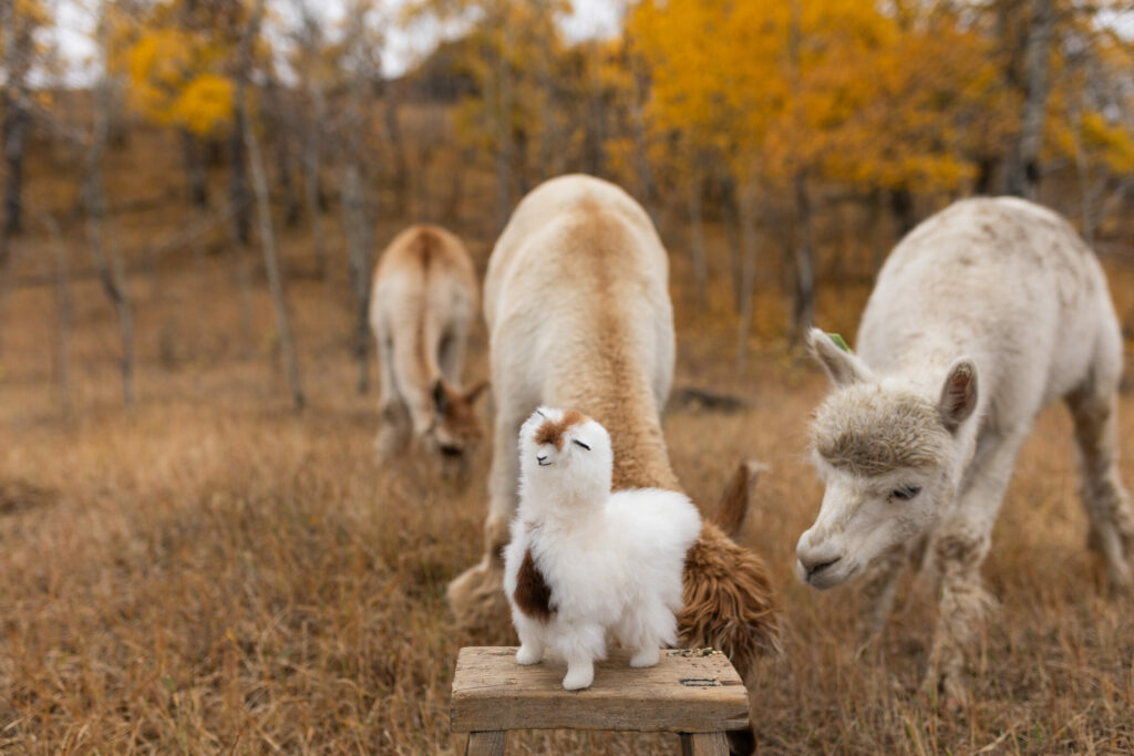 Our 100% Alpaca Stuffies, available in our store.