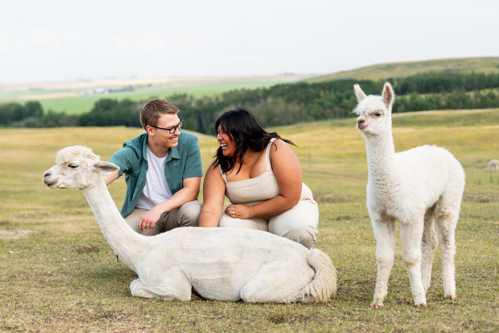 A couple petting our alpacas on our Alpaca Farm in Torrington, Alberta