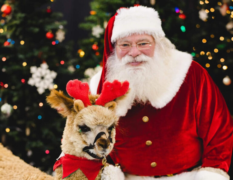 Santa & one of our alpacas - book your visit today!