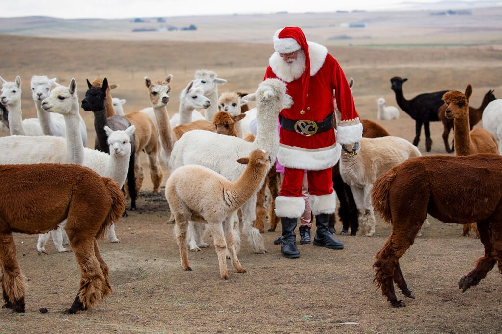 Santa & one of our alpacas - book your visit today!