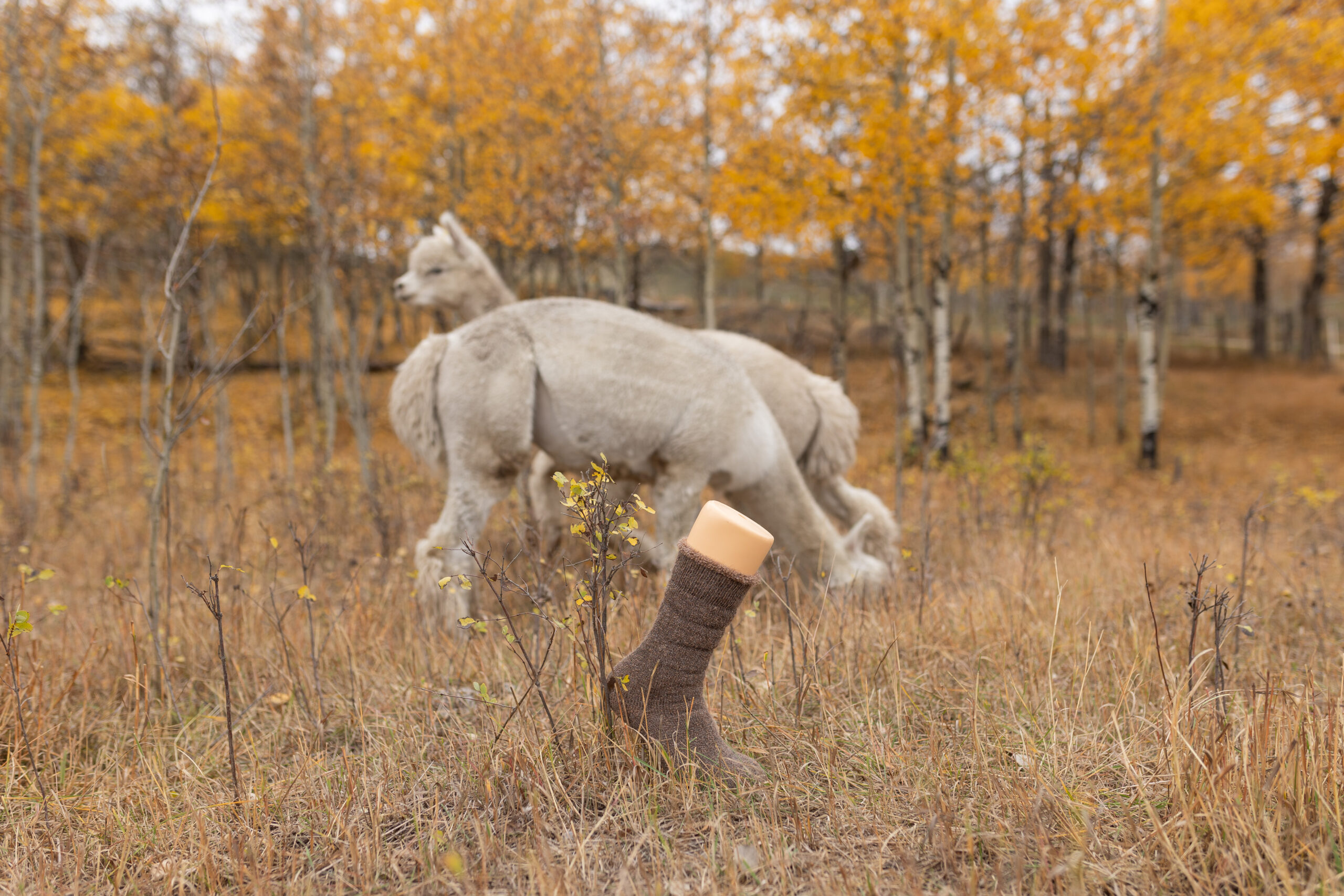 Alpaca Terry Socks